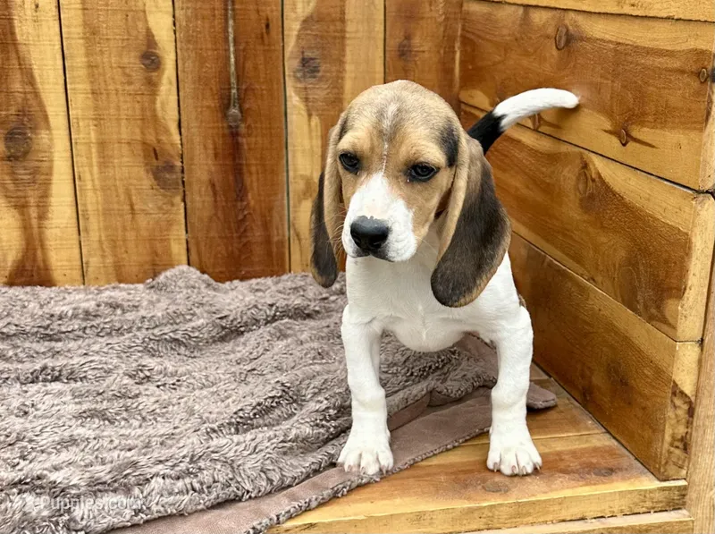 Eden – Beagle puppy for sale in Mammoth Spring, AR