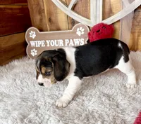 processed/9dd07f46-76e5-41bd-82ce-4d5454d90aef/listing/56413491-ccd7-43db-aadb-5ca35a817aa3/2462bc5e-74e0-4a49-a0ad-adc6138fed05