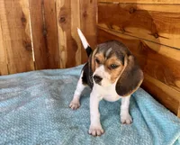Eden, a female Beagle for sale in Mammoth Spring, AR – Photo 2 of 4