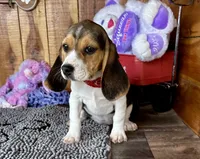 Eden, a female Beagle for sale in Mammoth Spring, AR – Photo 3 of 5