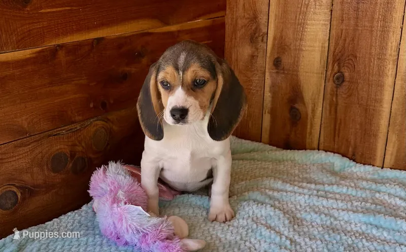 Eden – Beagle puppy for sale in Mammoth Spring, AR