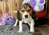 Eden, a female Beagle for sale in Mammoth Spring, AR – Photo 2 of 5