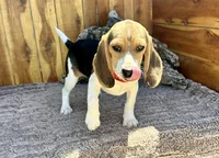 Eden, a female Beagle for sale in Mammoth Spring, AR – 7 of 7