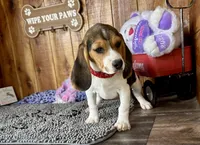 Eden, a female Beagle for sale in Mammoth Spring, AR – Photo 5 of 5