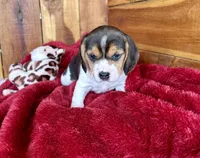 processed/9dd07f46-76e5-41bd-82ce-4d5454d90aef/listing/56413491-ccd7-43db-aadb-5ca35a817aa3/67a9d747-36af-49a7-a666-69277933eef4