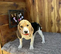 Eden, a female Beagle for sale in Mammoth Spring, AR – 4 of 7