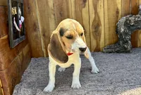 Eden, a female Beagle for sale in Mammoth Spring, AR – 2 of 7