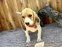 Eden, a female Beagle for sale in Mammoth Spring, AR – 3 of 7