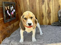Eden, a female Beagle for sale in Mammoth Spring, AR – 1 of 7