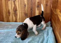Eden, a female Beagle for sale in Mammoth Spring, AR – Photo 4 of 4