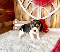 processed/9dd07f46-76e5-41bd-82ce-4d5454d90aef/listing/56413491-ccd7-43db-aadb-5ca35a817aa3/9f8e0dde-4a43-4cc0-a3ac-728140471162