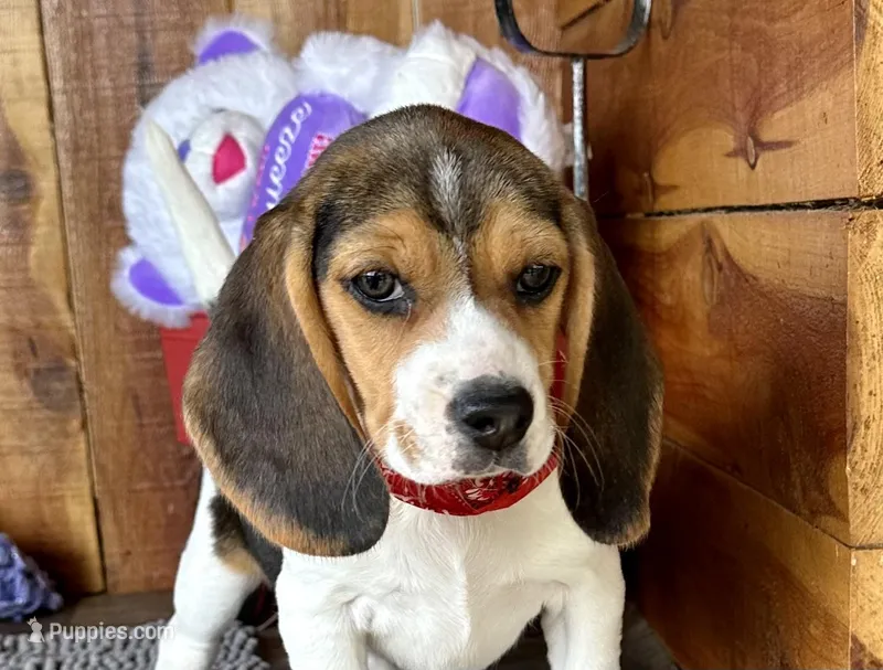 Eden – Beagle puppy for sale in Mammoth Spring, AR