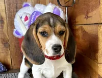 Eden, a female Beagle for sale in Mammoth Spring, AR – Photo 1 of 5