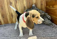 Eden, a female Beagle for sale in Mammoth Spring, AR – 5 of 7