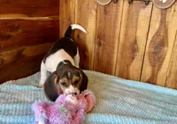 Eden, a female Beagle for sale in Mammoth Spring, AR – Photo 3 of 4
