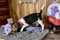 Eden, a female Beagle for sale in Mammoth Spring, AR – Photo 4 of 5