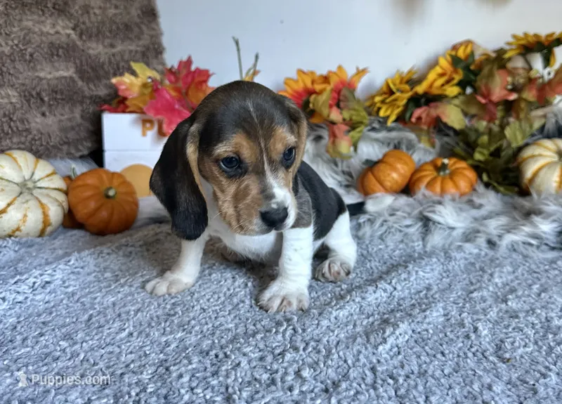Pluto  – Beagle puppy for sale in Mammoth Spring, AR