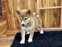 Koda, a male Shiba Inu for sale in Mammoth Spring, AR – 6 of 7