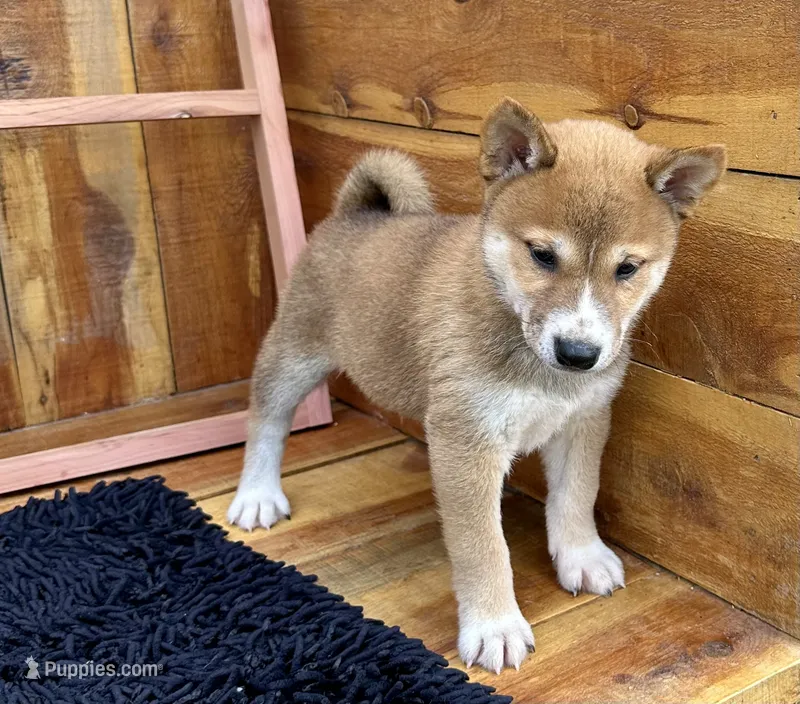 Koda – Shiba Inu puppy for sale in Mammoth Spring, AR