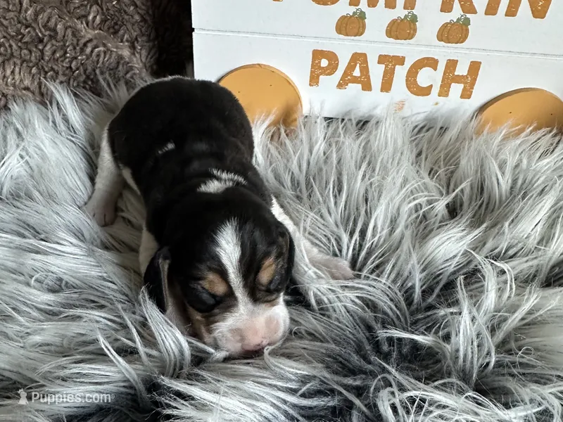 Shiloh  – Beagle puppy for sale in Mammoth Spring, AR