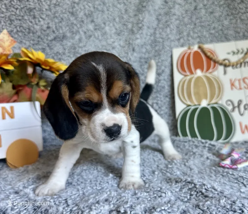 Tiana – Beagle puppy for sale in Mammoth Spring, AR