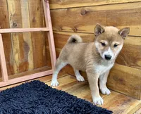 Koda, a male Shiba Inu for sale in Mammoth Spring, AR – 7 of 7