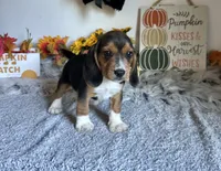 Floki , a male Beagle for sale in Mammoth Spring, AR – 2 of 5