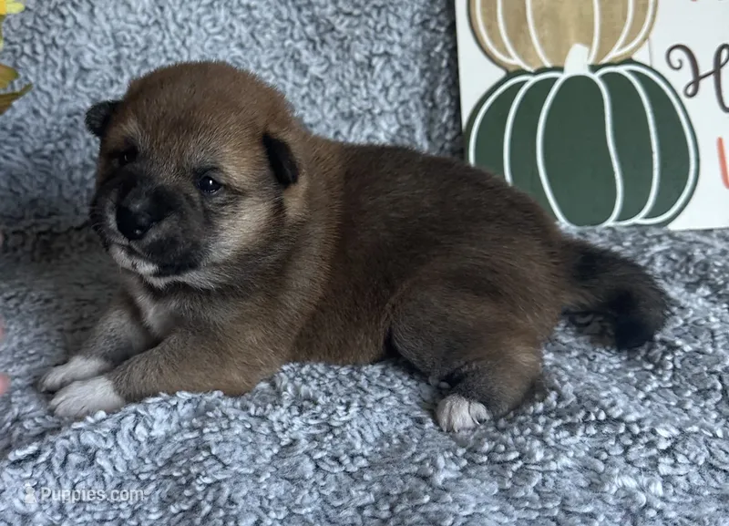 Brilynn – Shiba Inu puppy for sale in Mammoth Spring, AR