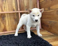 Flick, a male Shiba Inu for sale in Mammoth Spring, AR – 5 of 9