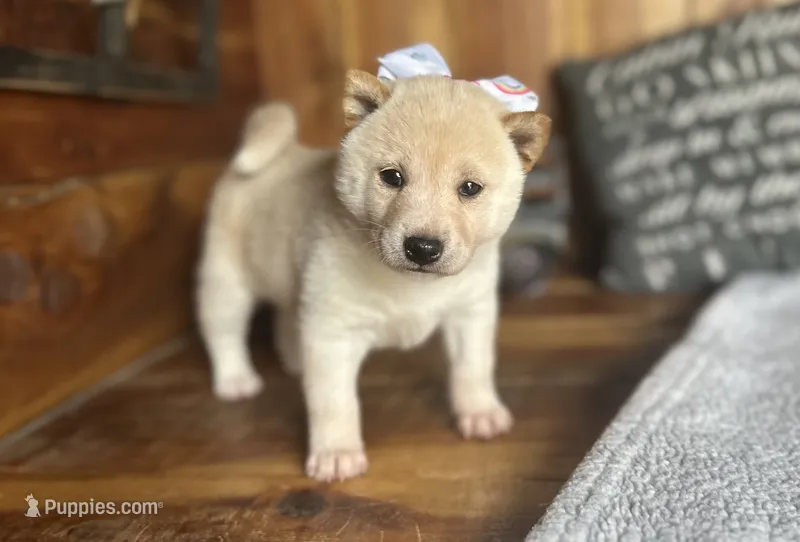 Ember – Shiba Inu puppy for sale in Mammoth Spring, AR