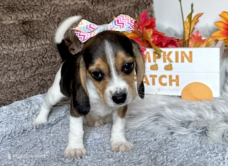 Tinkerbell  – Beagle puppy for sale in Mammoth Spring, AR