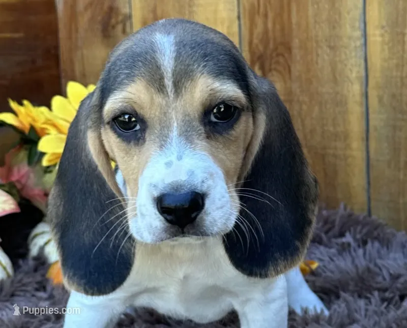 Mickey – Beagle puppy for sale in Mammoth Spring, AR