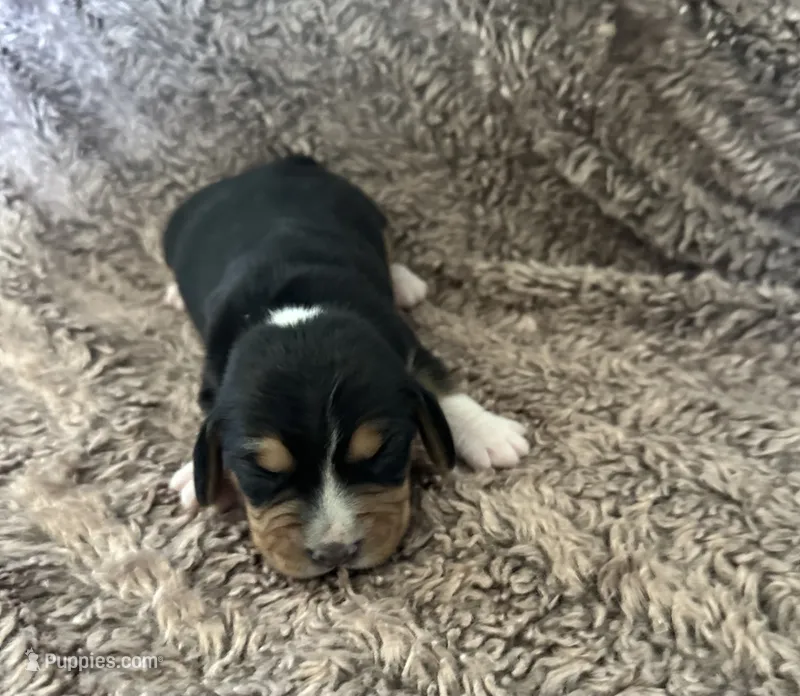 Floki  – Beagle puppy for sale in Mammoth Spring, AR