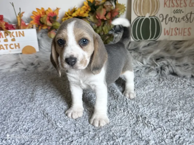 Prince Eric – Beagle puppy for sale in Mammoth Spring, AR