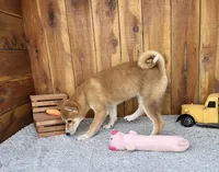Koda, a male Shiba Inu for sale in Mammoth Spring, AR – 4 of 5