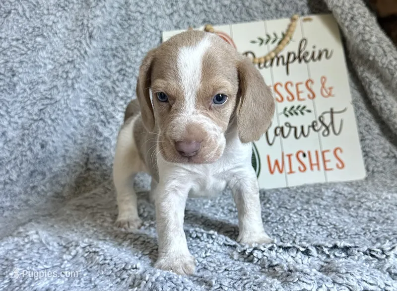 Staton – Beagle puppy for sale in Mammoth Spring, AR