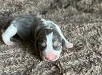 Prince Eric, a male Beagle for sale in Mammoth Spring, AR – 1 of 6