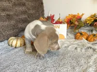 Staton, a male Beagle for sale in Mammoth Spring, AR – 3 of 5