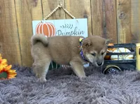 Brilynn, a female Shiba Inu for sale in Mammoth Spring, AR – 3 of 6
