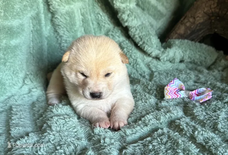 Sky – Shiba Inu puppy for sale in Mammoth Spring, AR