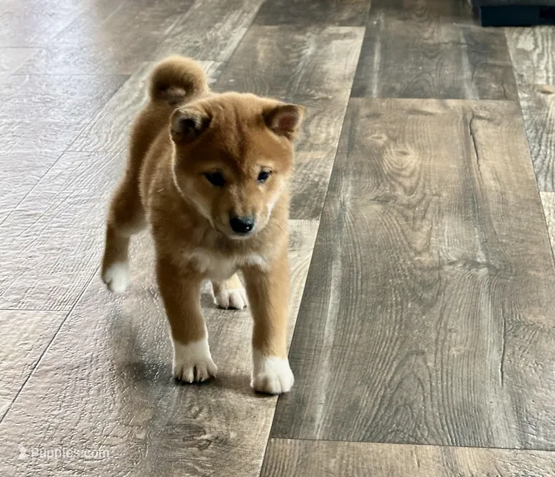 Bindi – Shiba Inu puppy for sale in Mammoth Spring, AR