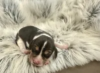 Pluto , a male Beagle for sale in Mammoth Spring, AR – 2 of 6