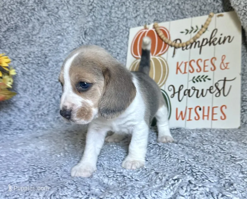 Prince Eric – Beagle puppy for sale in Mammoth Spring, AR