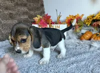 Pluto , a male Beagle for sale in Mammoth Spring, AR – 6 of 6