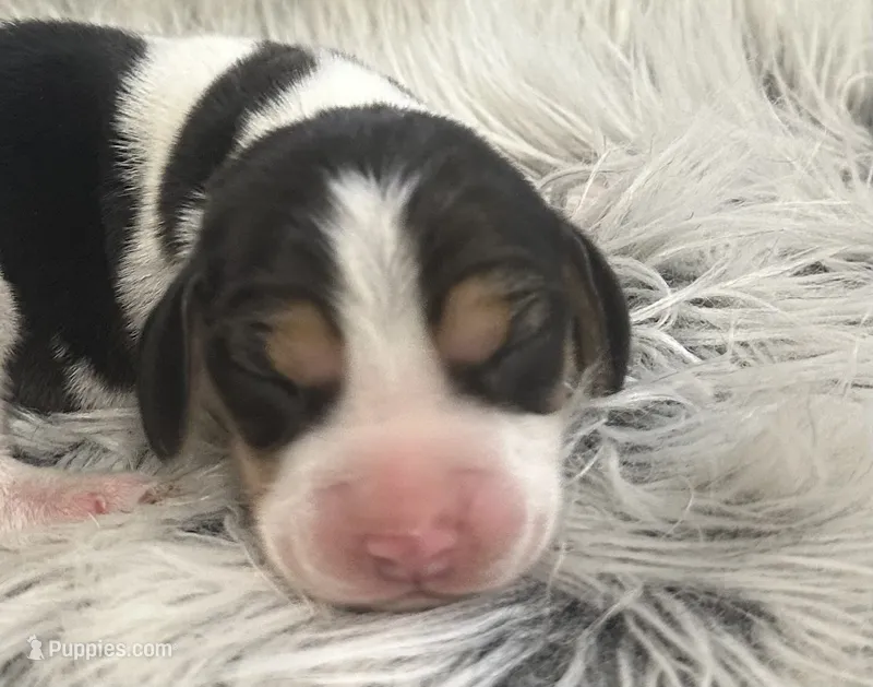 Scooby – Beagle puppy for sale in Mammoth Spring, AR