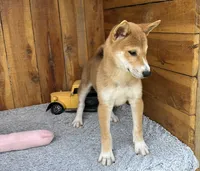 Koda, a male Shiba Inu for sale in Mammoth Spring, AR – 5 of 5
