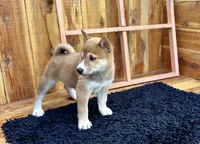 Koda, a male Shiba Inu for sale in Mammoth Spring, AR – 3 of 7