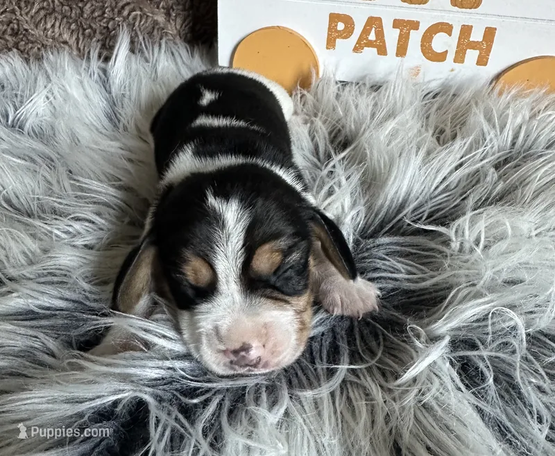 Tiana – Beagle puppy for sale in Mammoth Spring, AR