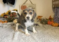 Cinderella, a female Beagle for sale in Mammoth Spring, AR – 5 of 6
