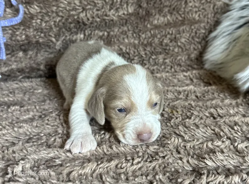 Staton – Beagle puppy for sale in Mammoth Spring, AR